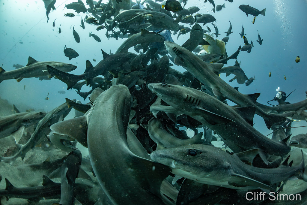 Banded Hound Shark, Sharknado