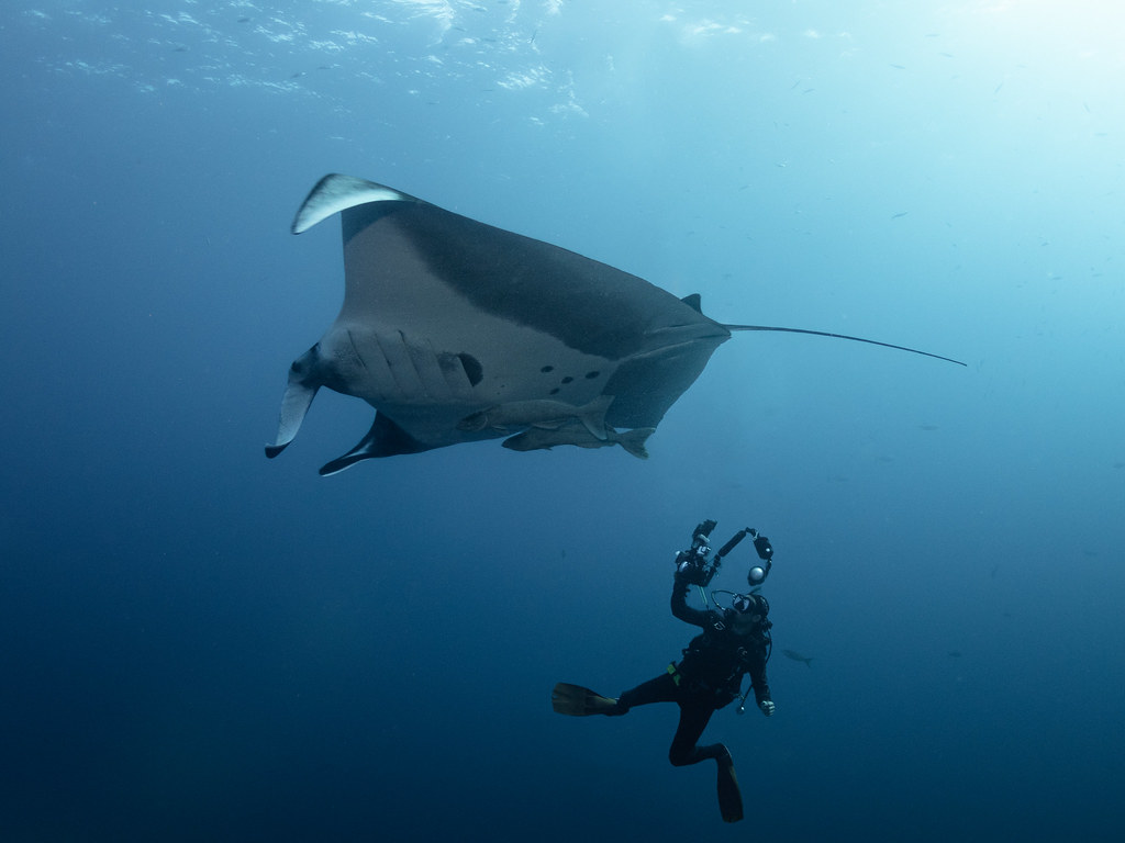Oceanic Manta Ray
