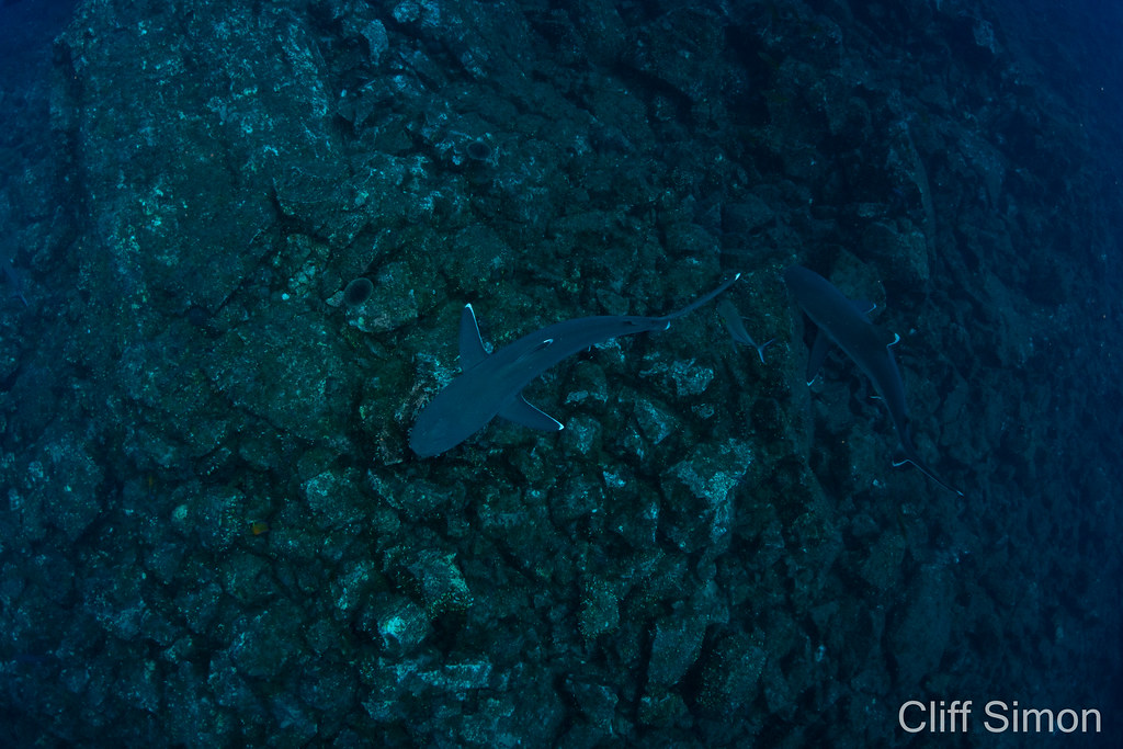 Silvertip Reef Shark