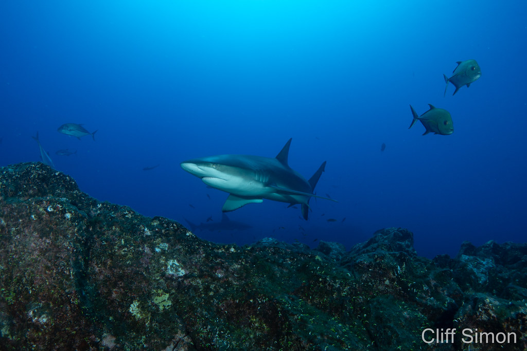 Galapagos Shark