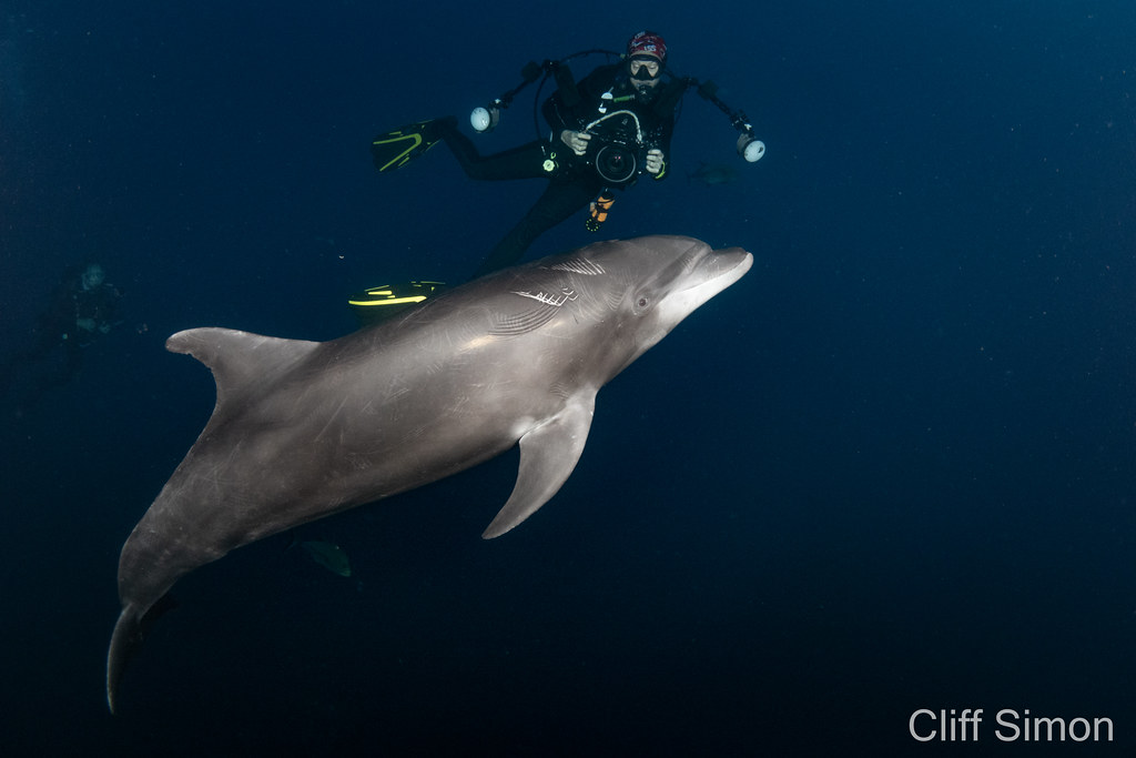 Bottlenose Dolphin