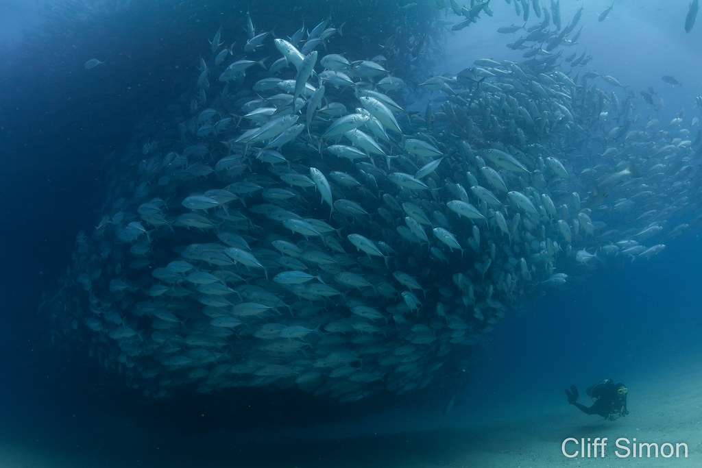 Bigeye Trevally Jack Fish