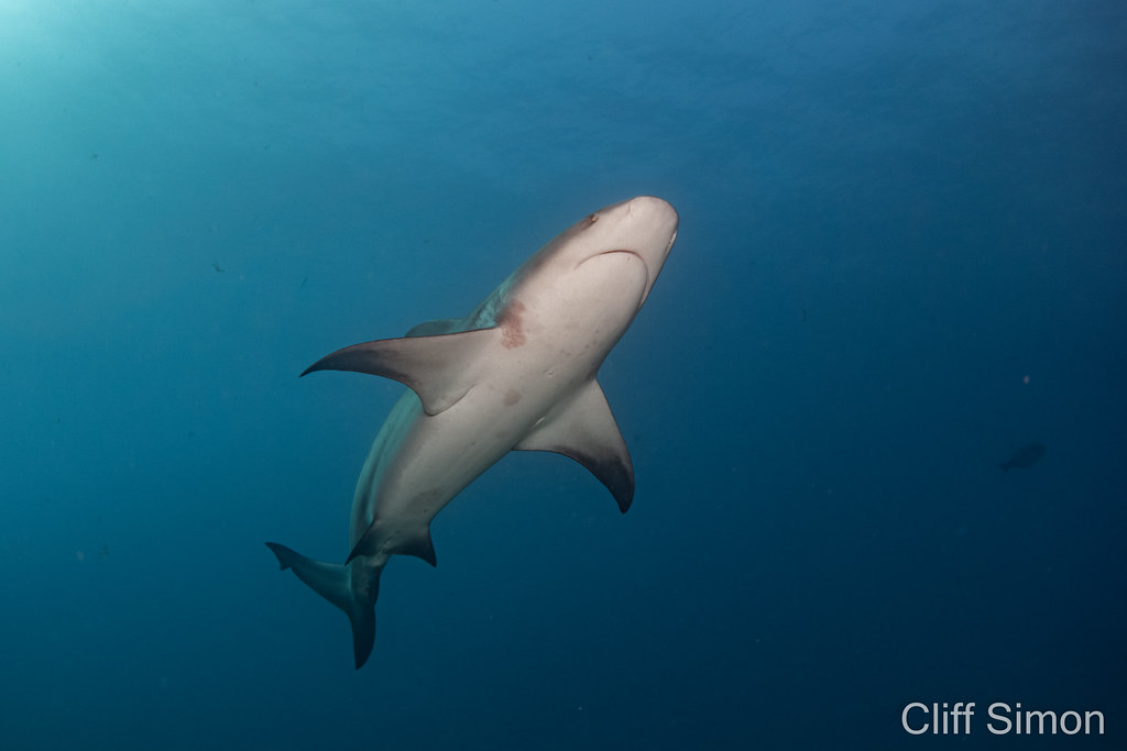 Bull Shark