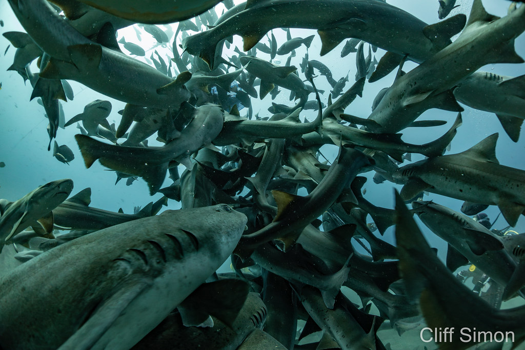 Banded Hound Shark, Sharknado