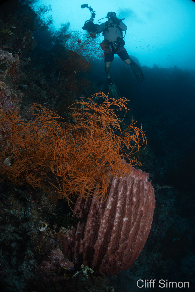 Bushy Black Coral, Antipatharia sp, Indo-Pacific Giant Barrel Sponge, Xestospongia testudinaria