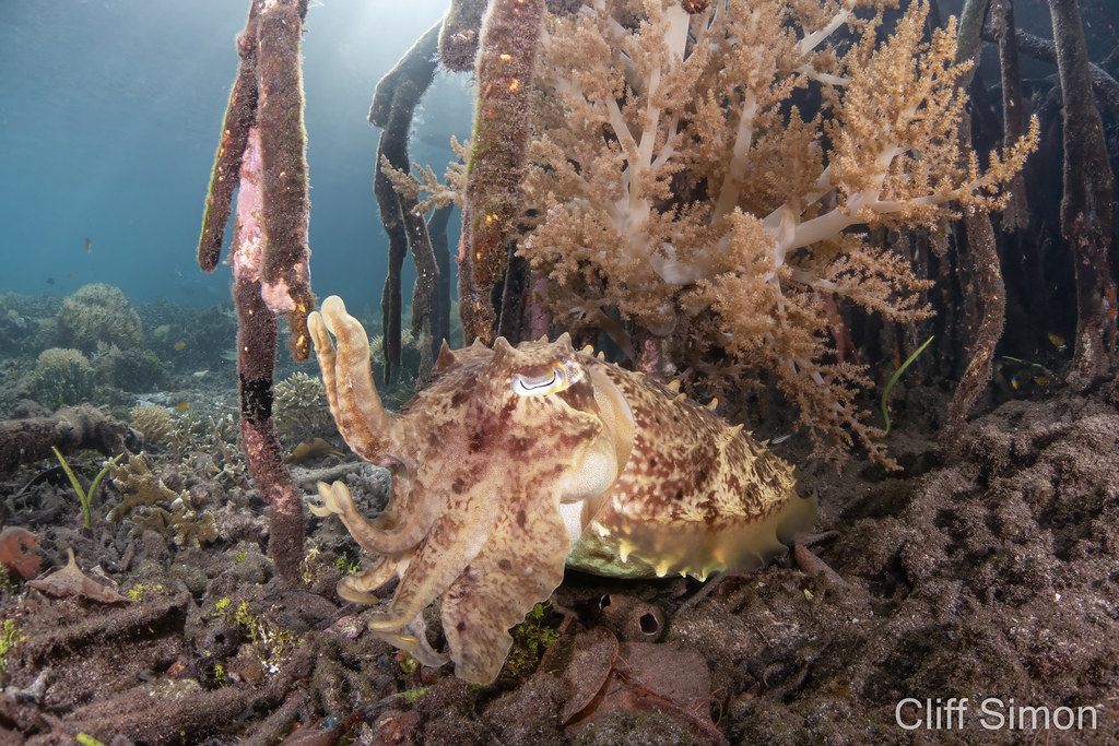 Broadclub Cuttlefish, Ascarosepion latimanus