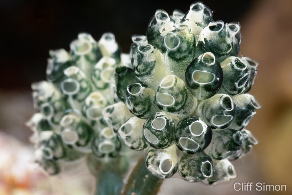 Lollipop Tunicate, Nephtheis fascicularis
