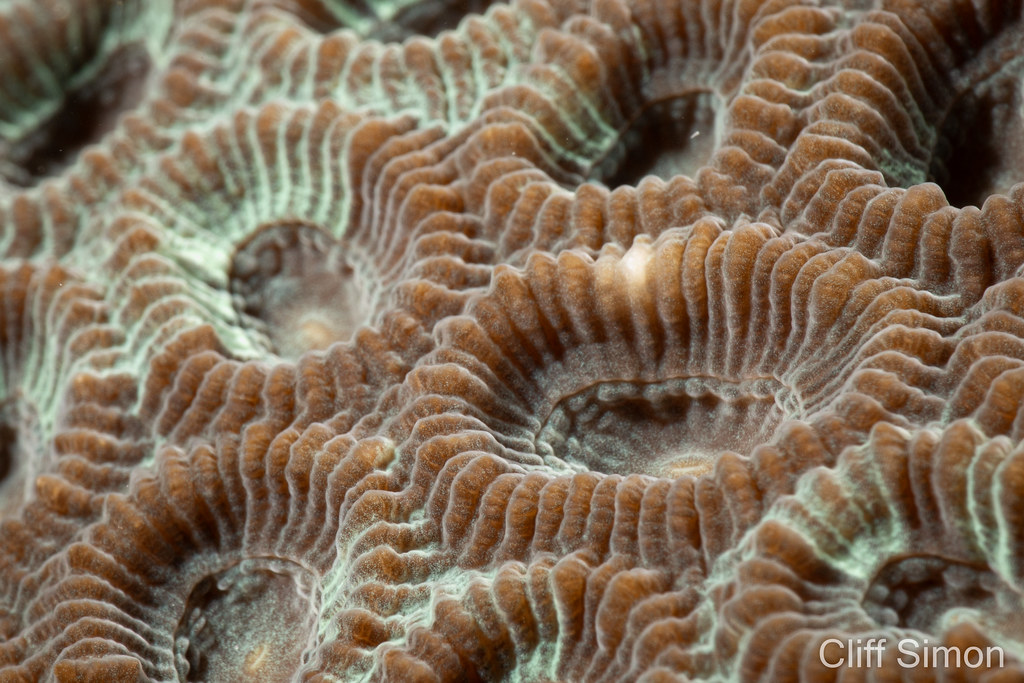 Honeycomb Brain Coral, Diploastrea heliopora