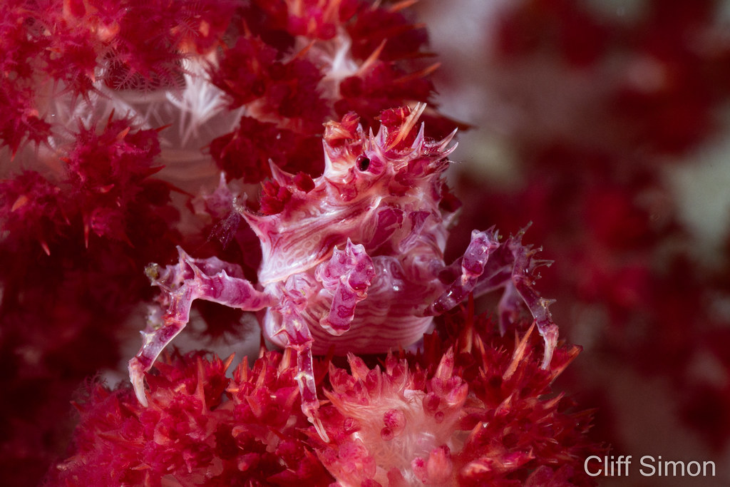 Candy Crab, Hoplophrys oatesii