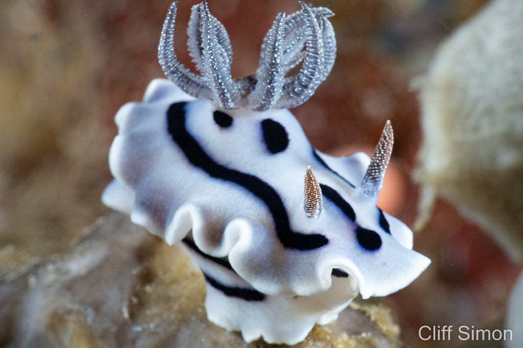 Nudibranch, Willan's Chromodoris, Chromodoris willani