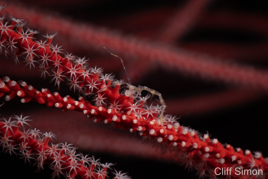 Red Whip Coral, Ellisella ceratophyta, Skeleton Shrimp, Caprella sp