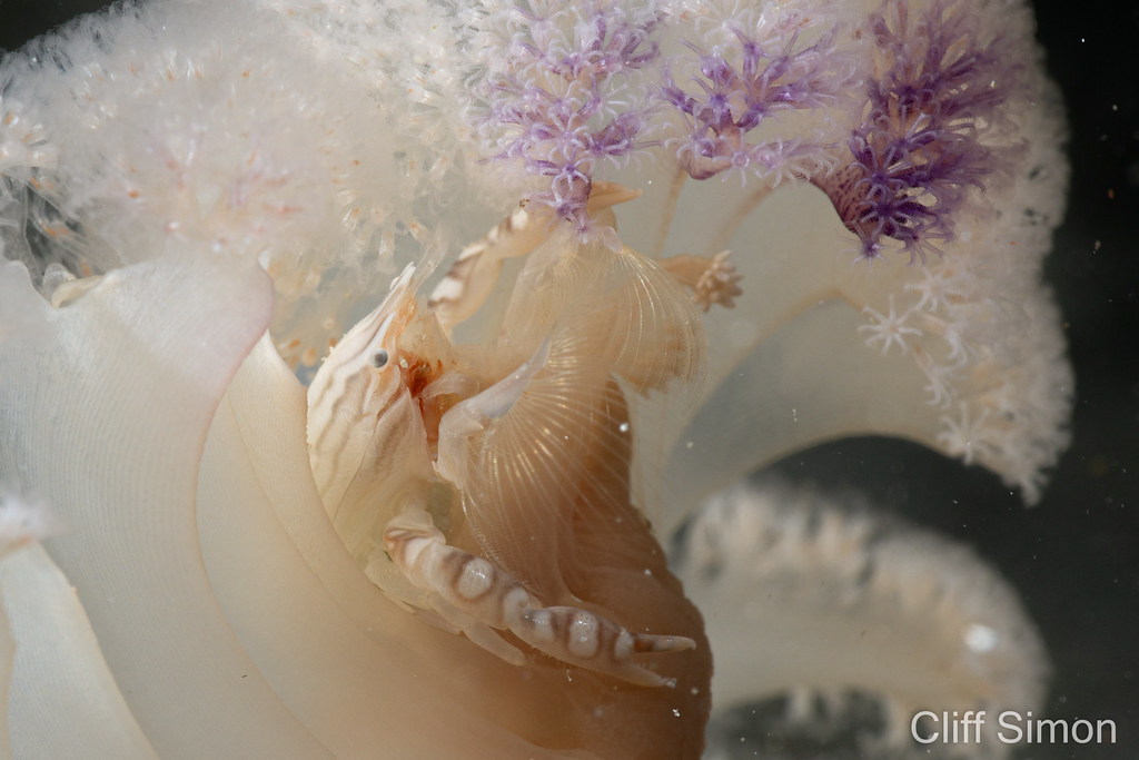 Haig's Porcelain Crab, Porcellanella haigae