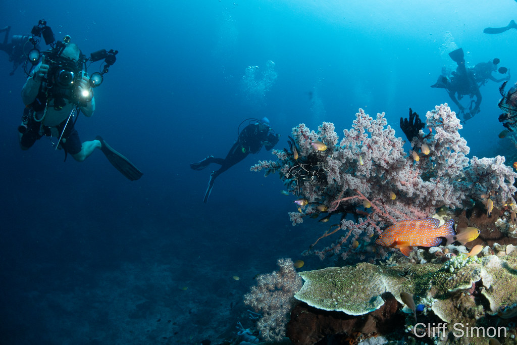Cherry Blossom Coral, Siphonogorgia godeffroyi, Coral Grouper, Cephalopholis miniata