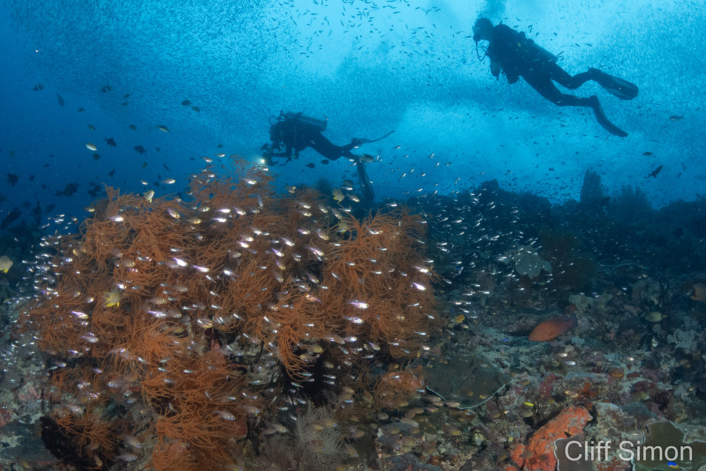 Bushy Black Coral, Antipatharia sp