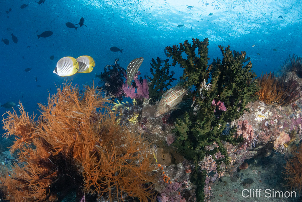 Black Sun Coral, Tubastraea micranthus, Bushy Black Coral, Antipatharia sp, Panda Butterflyfish, Chaetodon adiergastos