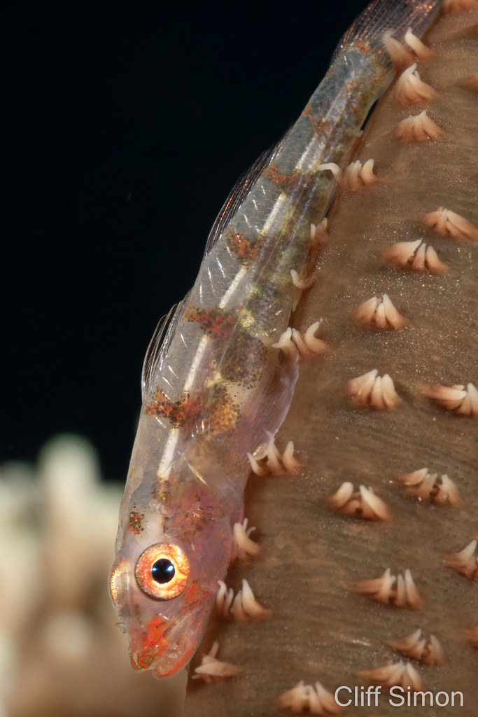 Wire Coral Goby, Bryaninops yongei