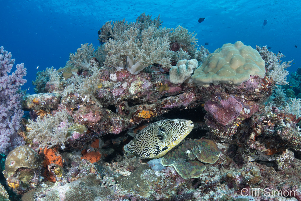 Map Puffer Fish, Arothron mappa