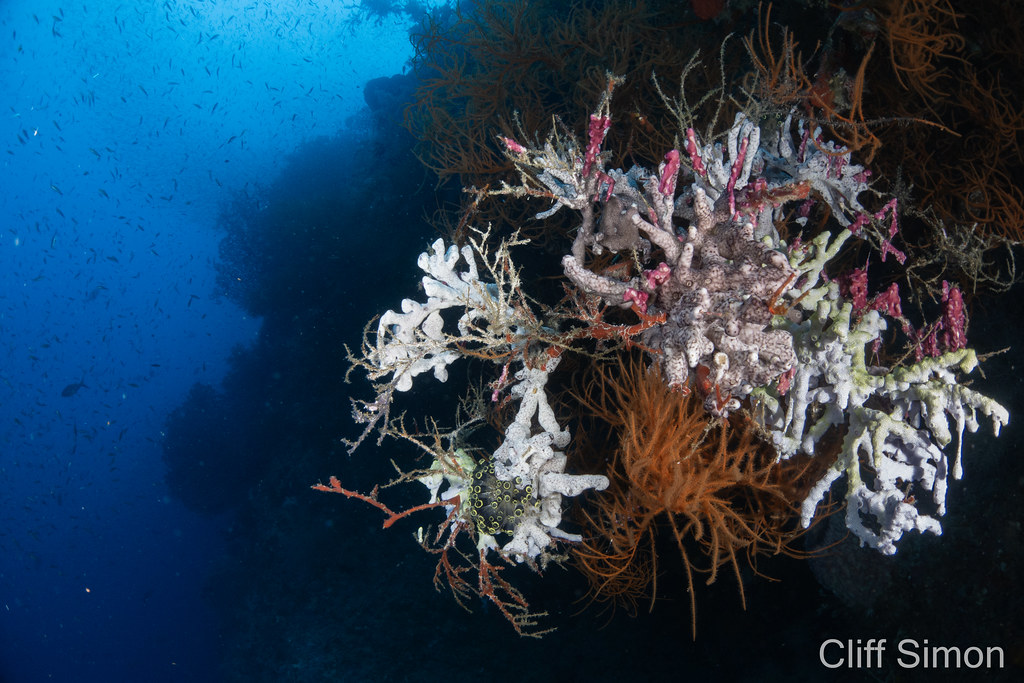 Bushy Black Coral, Antipatharia sp, Social Tunicate, Clavelina robusta