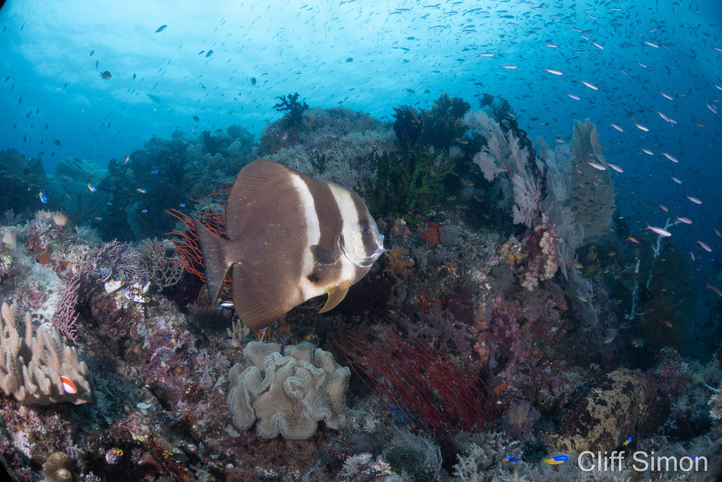 Longfin Spadefish, Platax teira