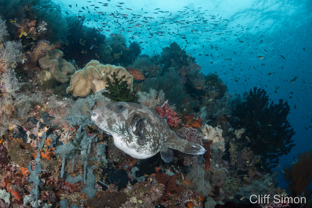 Blue-Spotted Puffer, Arothron caeruleopunctatus