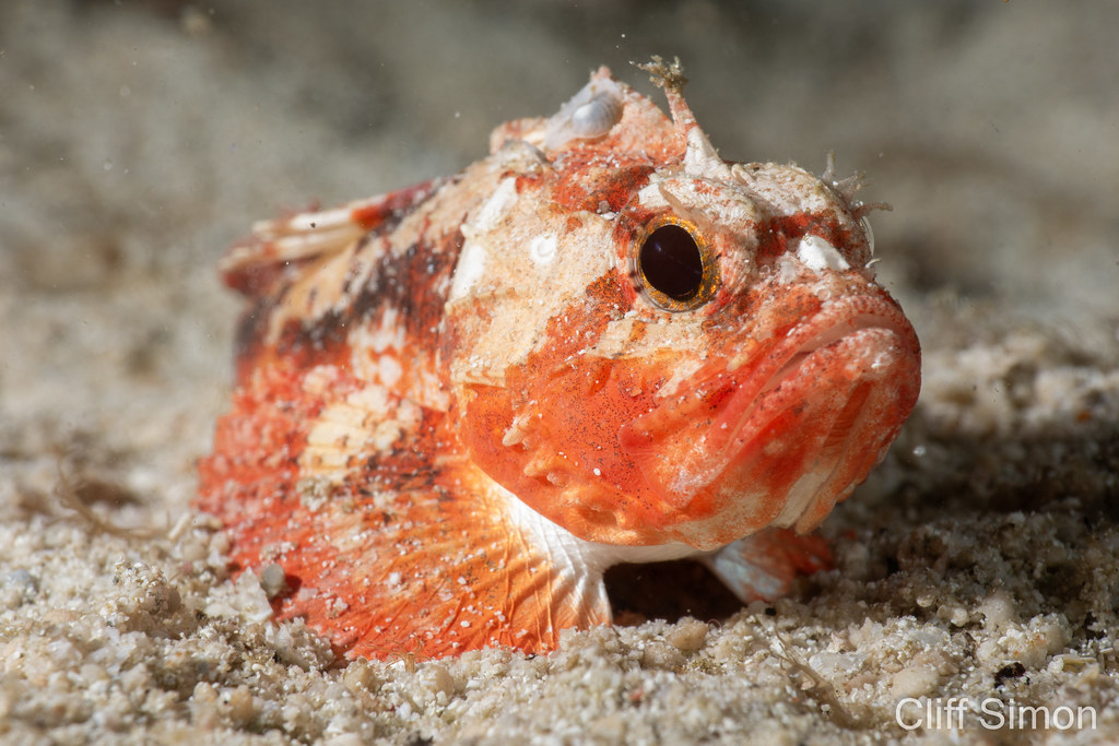 Whiteface Waspfish, Richardsonichthys leucogaster