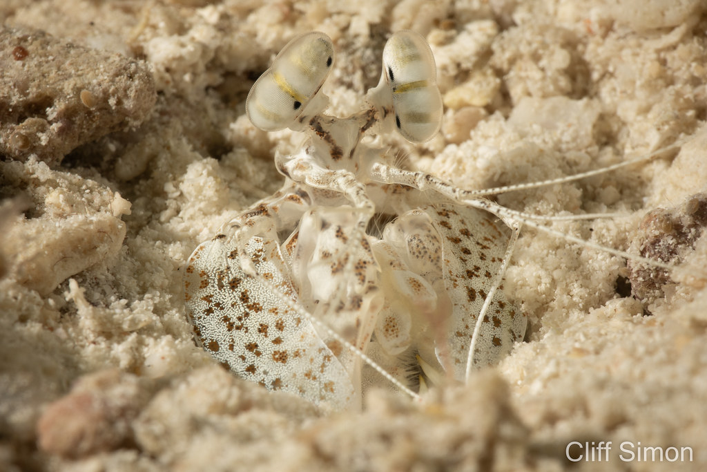 Sulcate Mantis Shrimp, Lysiosquilla sulcata