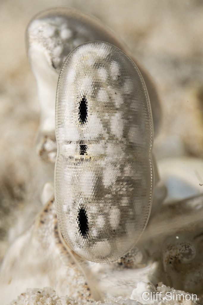 Sulcate Mantis Shrimp, Lysiosquilla sulcata