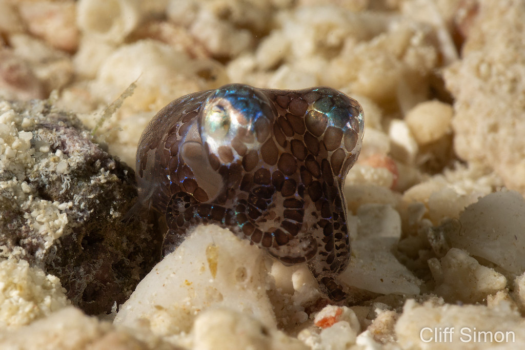 Hummingbird Bobtail Squid, Euprymna berryi