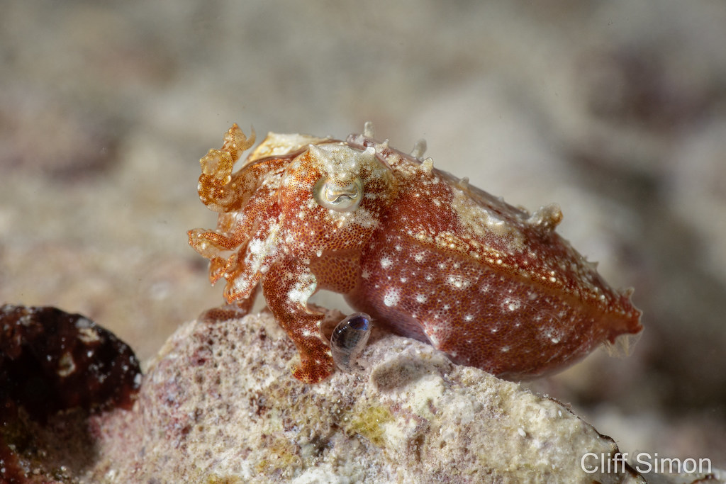 Stumpy-spined Cuttlefish, Ascarosepion bandense