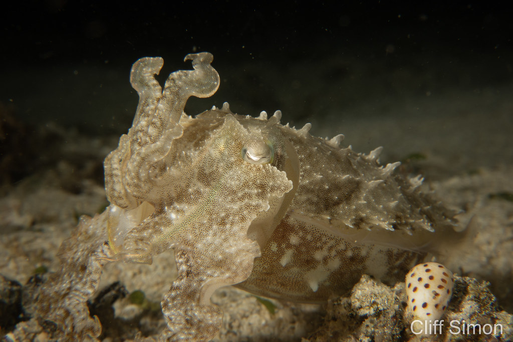 Papuan Cuttlefish, Ascarosepion papuense