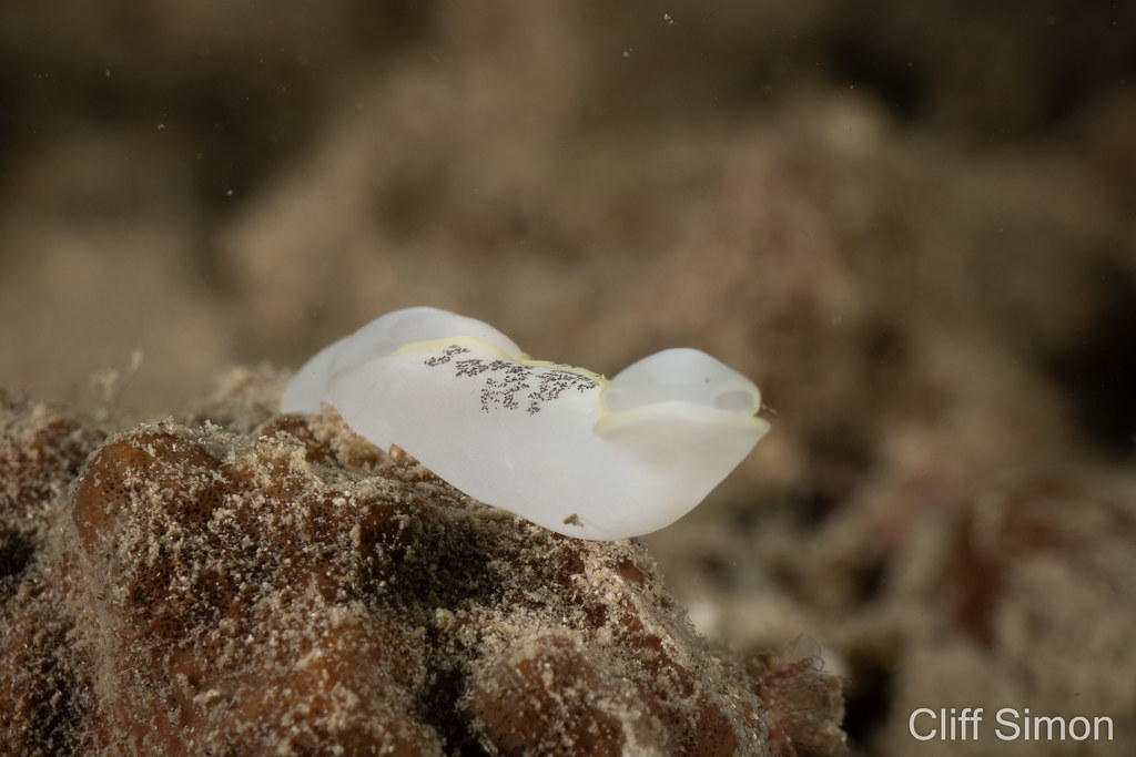 Lovely Headshield Slug, Chelidonura amoena