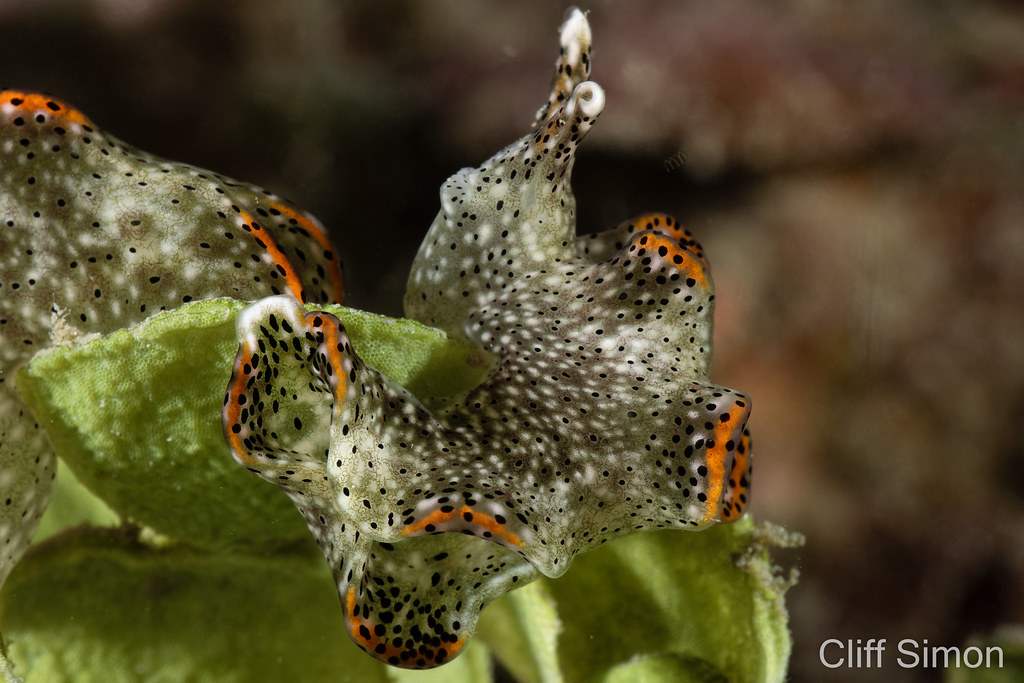 Elysia Marginata, Elysia marginata, Nudibranch