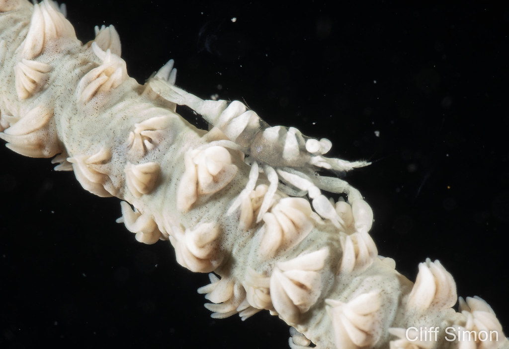 Zanzibar Whip Coral Shrimp, Dasycaris zanzibarica