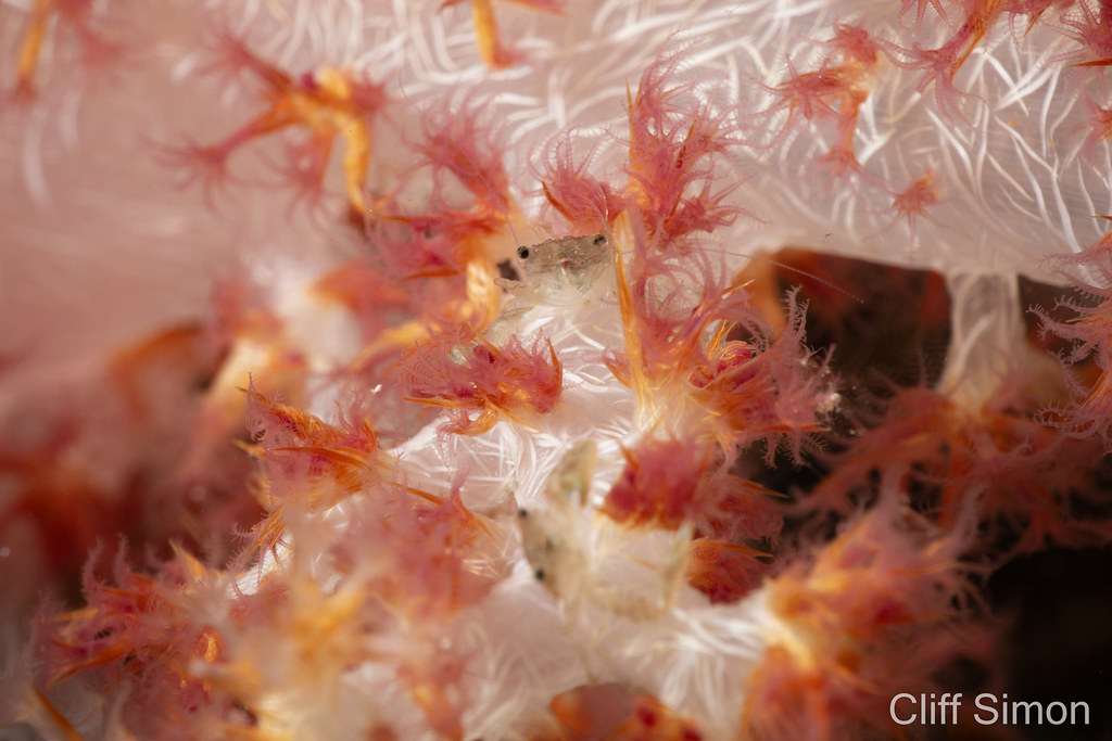 Crab, Soft Tree Coral, Dendronephthya sp