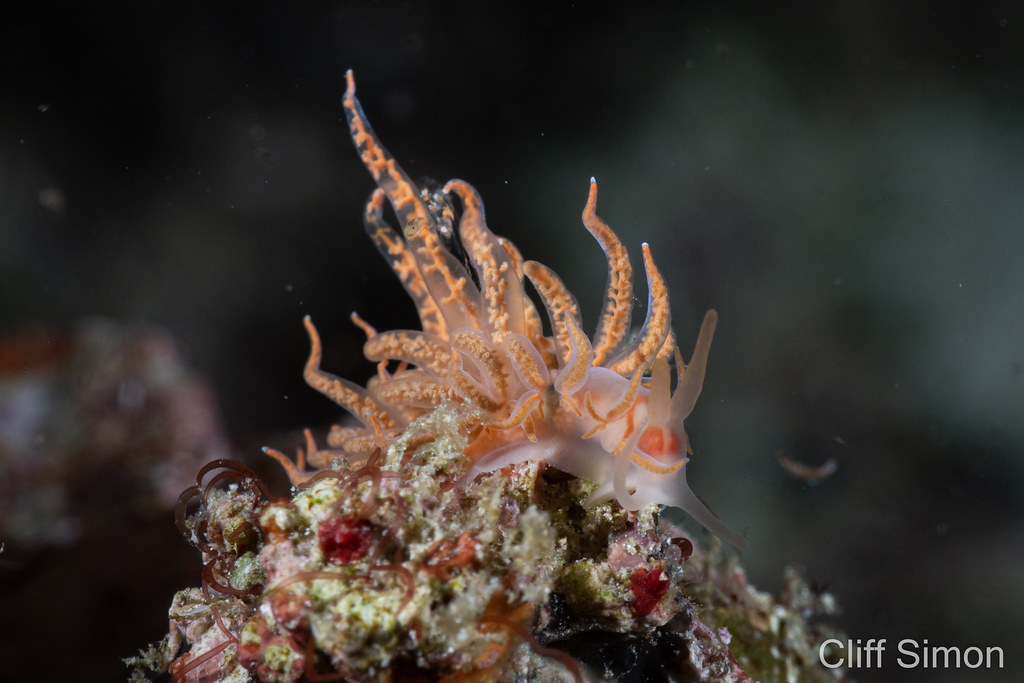 Nudibranch, Phyllodesmium sp 11