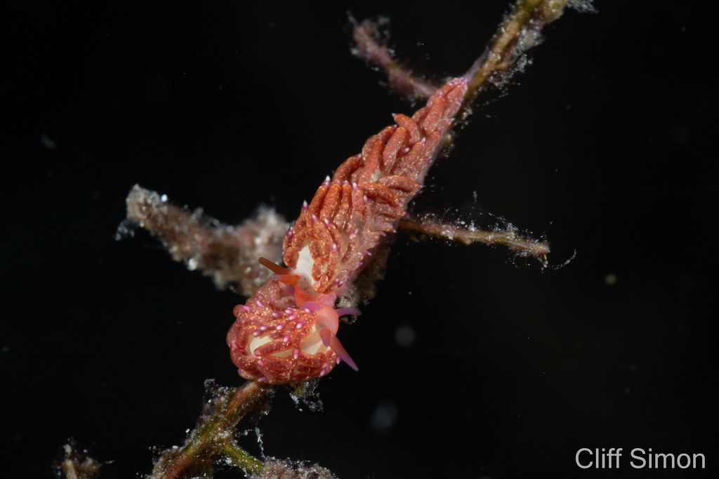 Nudibranch, Tenellia Sp 28