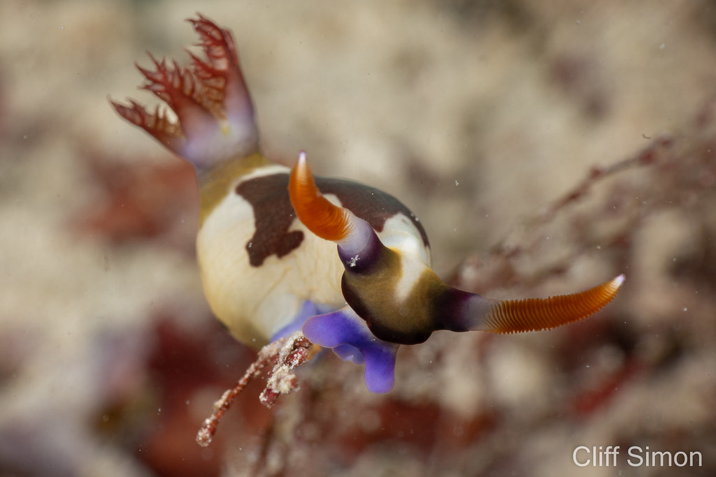 Nudibranch, Red Gilled Nembrotha, Nembrotha rutilans