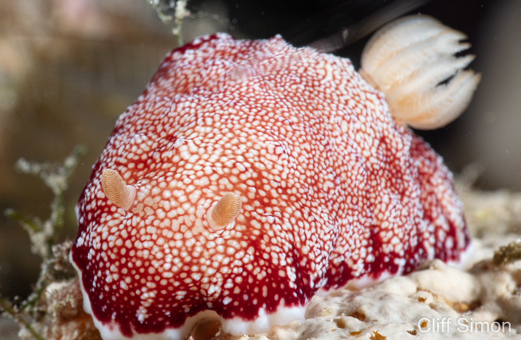 Nudibranch, Reticulated Goniobranchus, Goniobranchus reticulatus