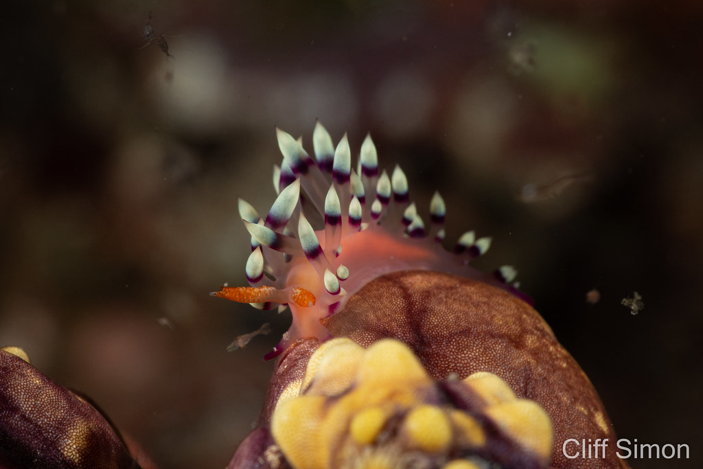 Desirable Flabellina, Coryphellina exoptata