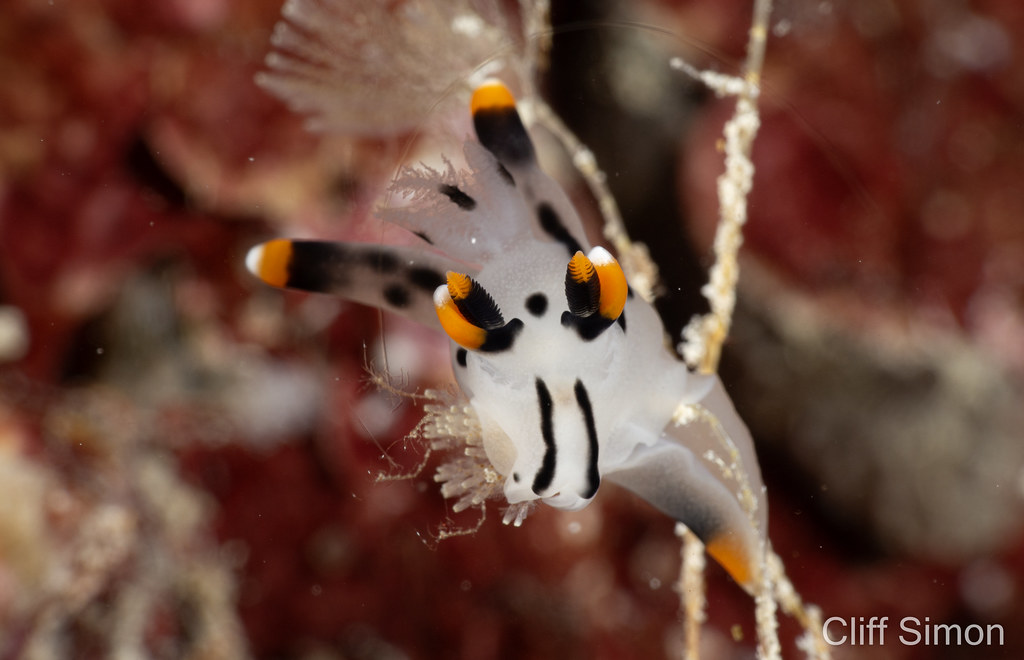 Nudibranch, Thecacera Picta, Thecacera picta