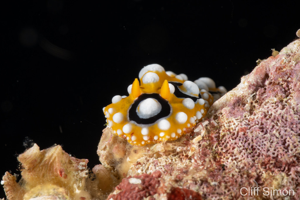 Nudibranch, Ocellate Phyllidia, Phyllidia ocellata