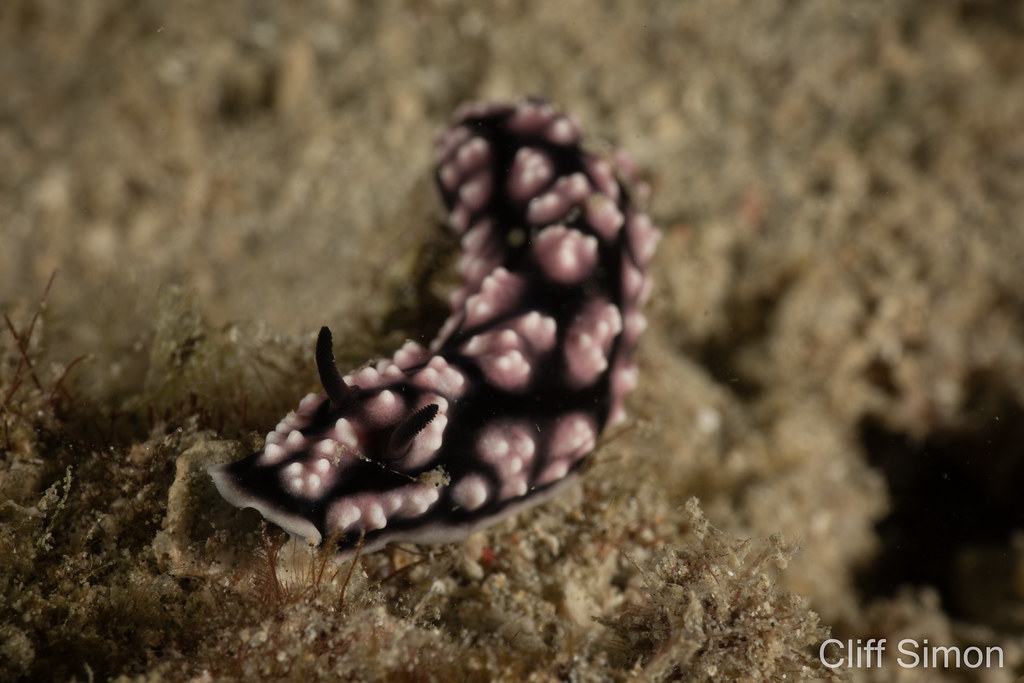 Nudibranch, Pustulose Phyllidia, Phyllidiella pustulosa