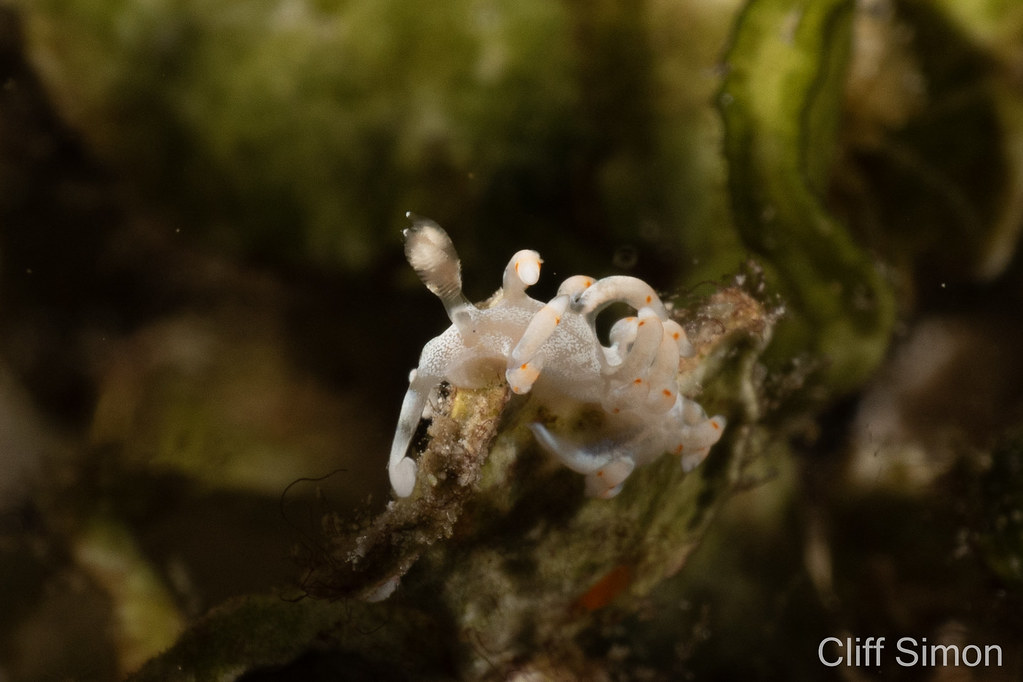 Bicolor Nudibranch, Samla bicolor, Nudibranch