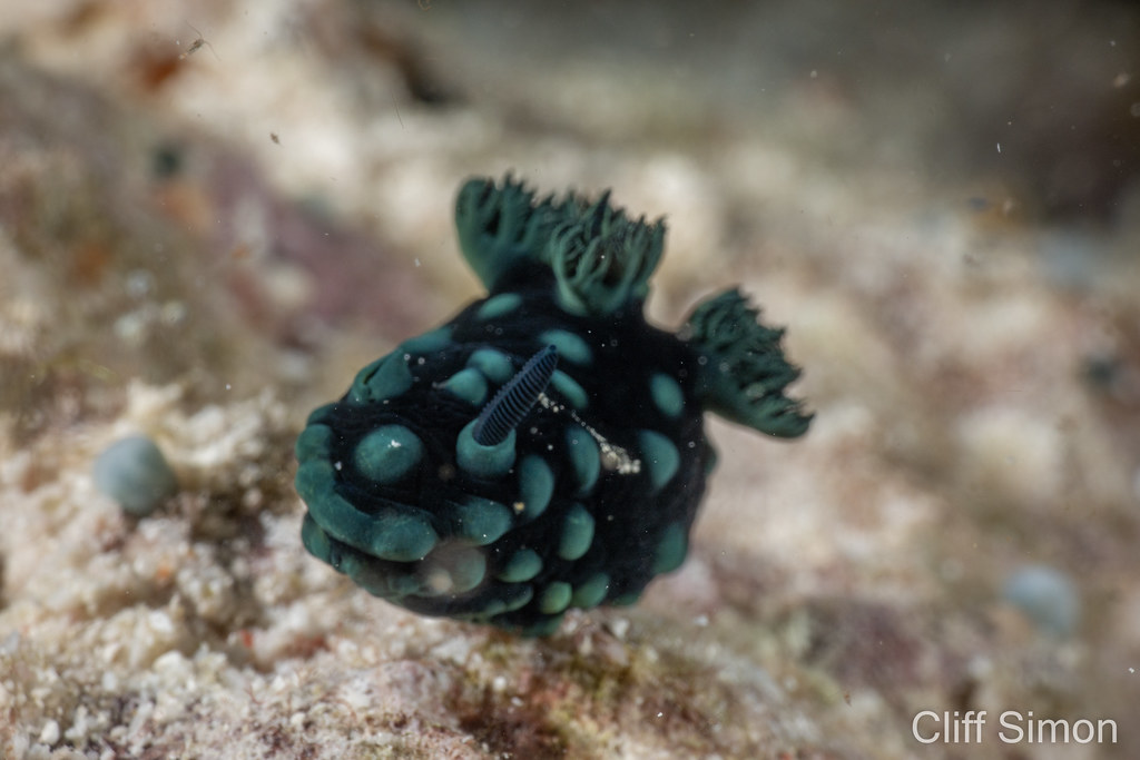 Crested Nembrotha, Nembrotha cristata, Nudibranch