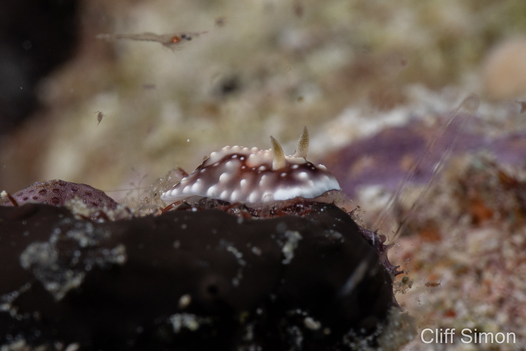Geometric Goniobranchus, Goniobranchus geometricus, Nudibranch