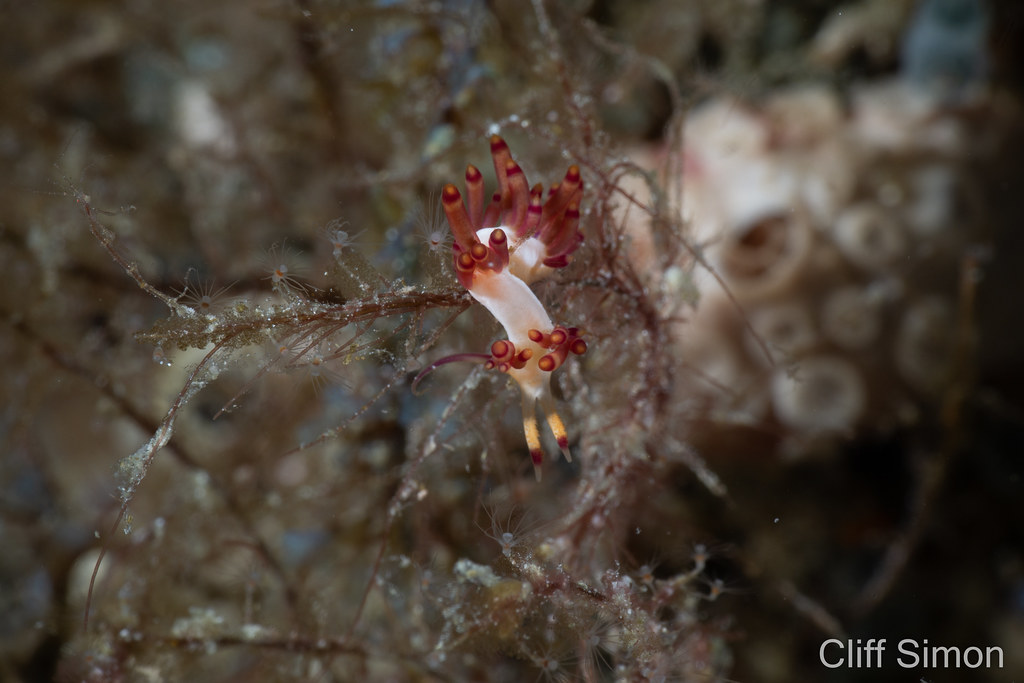 Nudibranch, Samla Rubropurpurata, Samla rubropurpurata