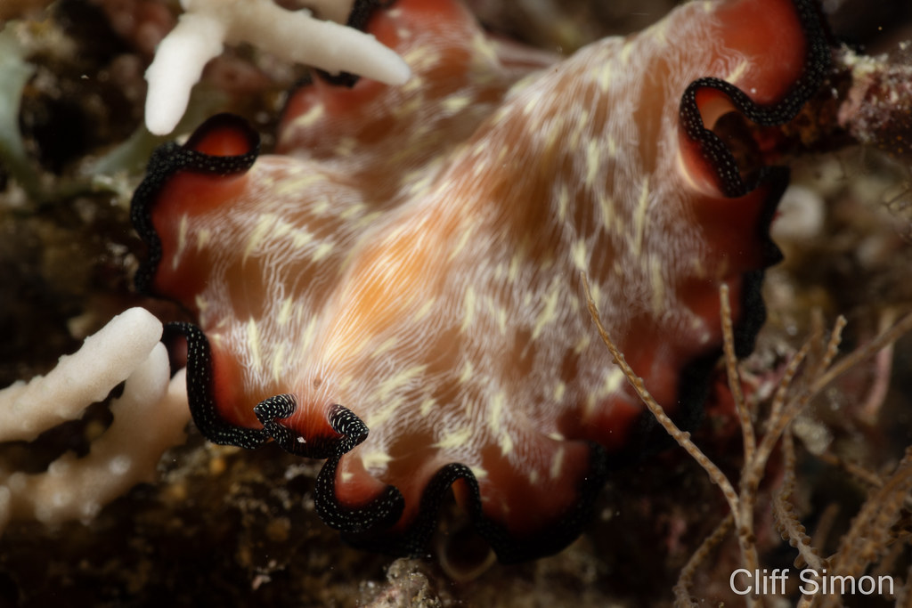 Lightning Flatworm, Pseudobiceros fulgor