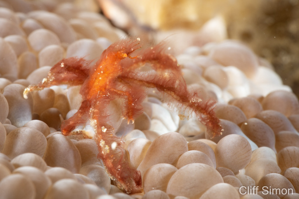 Orangutan Crab, Achaeus japonicus
