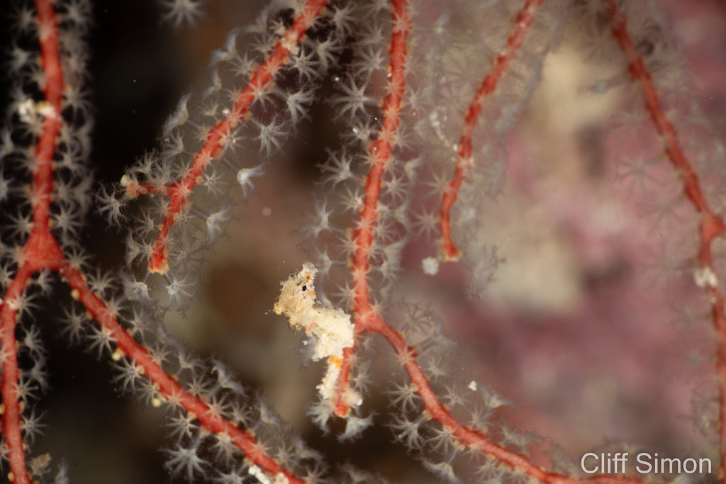 Satomi's Pygmy Seahorse, Hippocampus satomiae