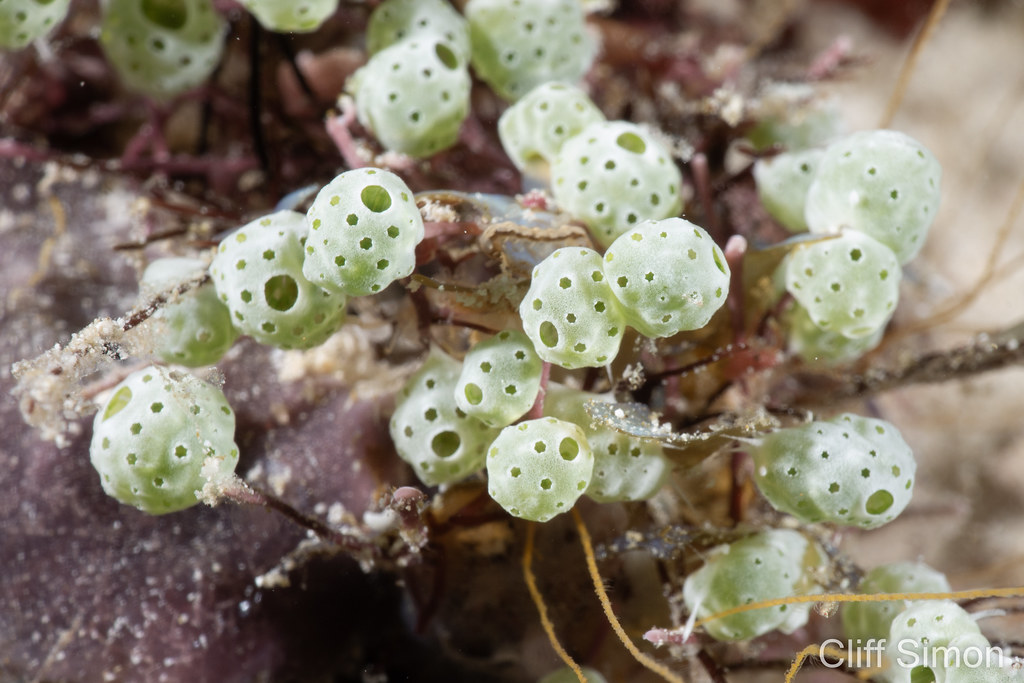Robust Sea Squirt, Atriolum robustum, Tunicate